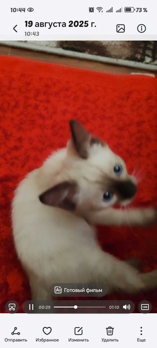 Сиамский котенок