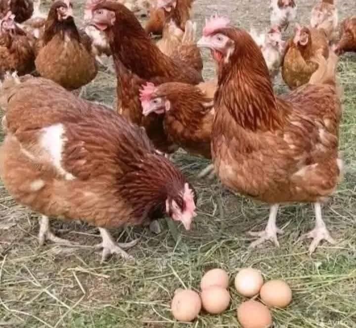 Vindem găini rosi outoare