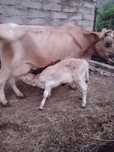 Крава Българско Родопско говедо