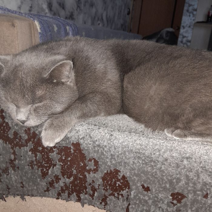 Отдам котиков срочно