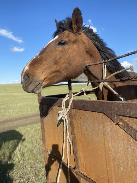 Продается кобыла с 9 месячным жеребенком (жабагы)