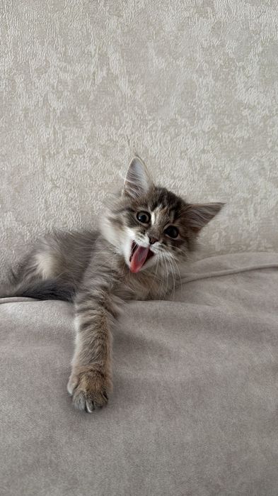 Кошечка 4 месяца