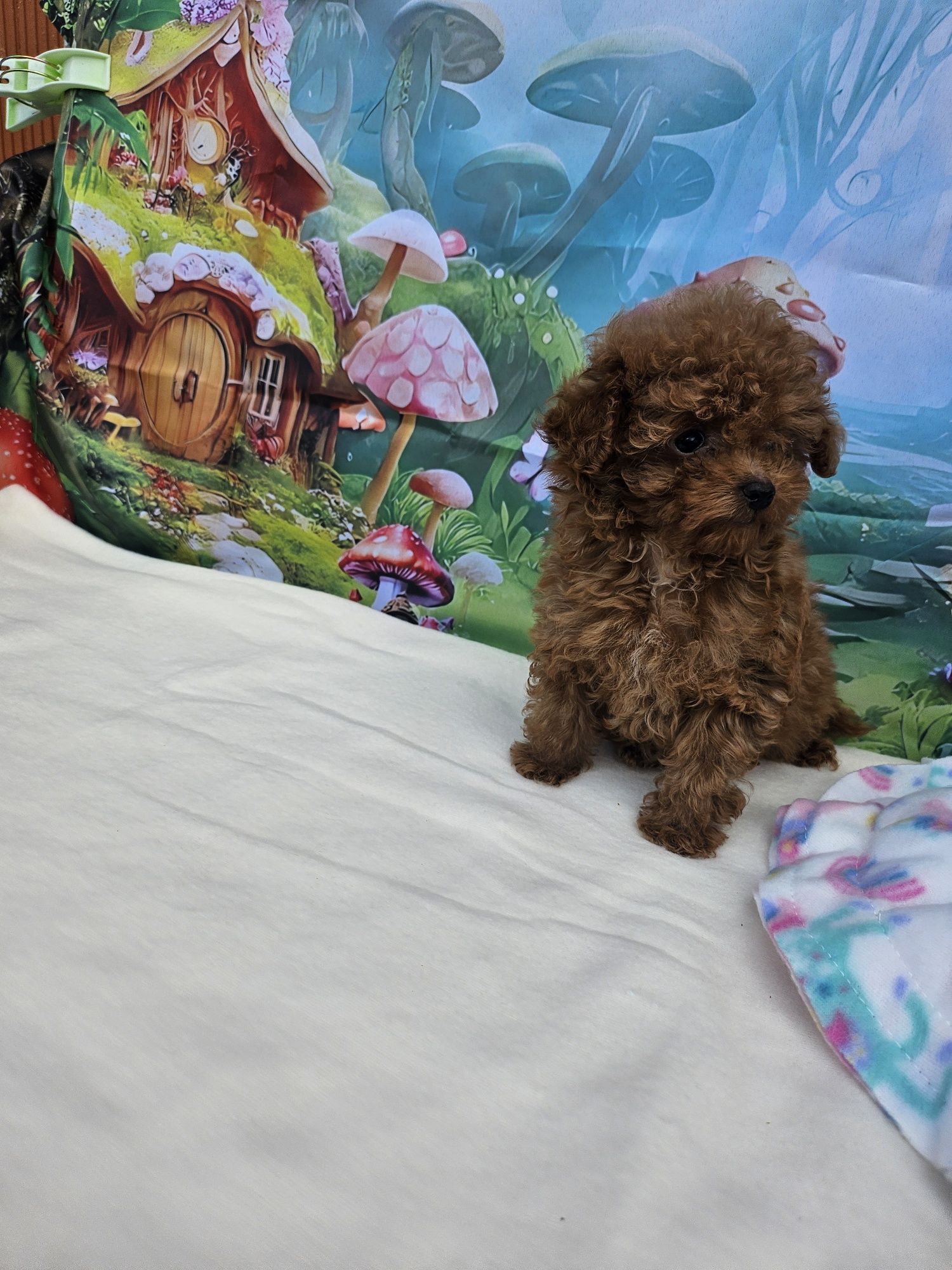 Резервирано !Пудел тийкъп момиче/Toy Poodle/Родословие
