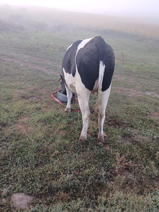 Junincă Holstein de vânzare