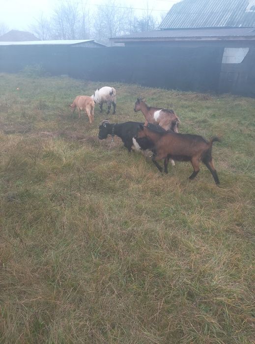 Capre de vânzare urgent