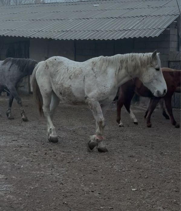 Крупные лошади.