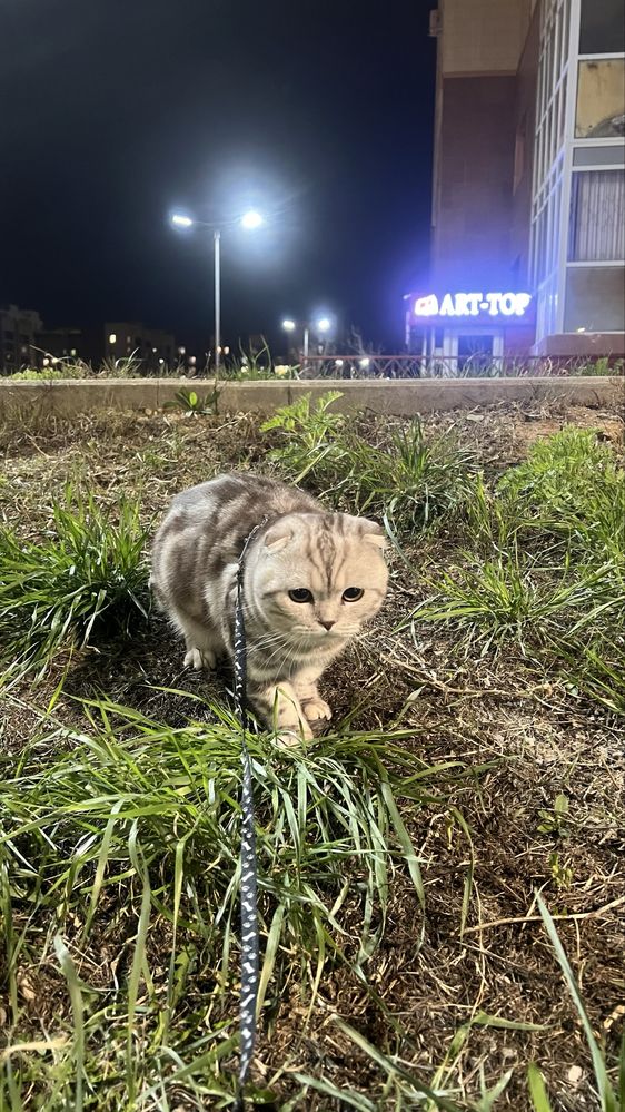 Вислоухий кот ищет Кошку