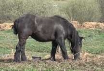Iapa neagra belgiana