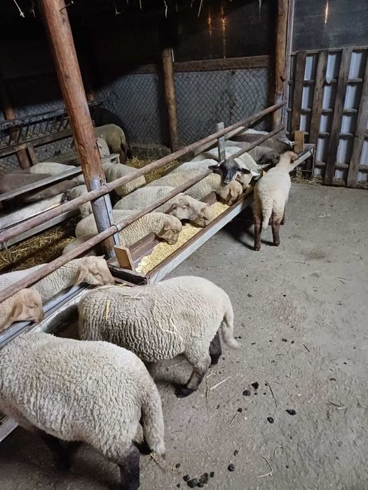 Miei  tigai de  vanzare