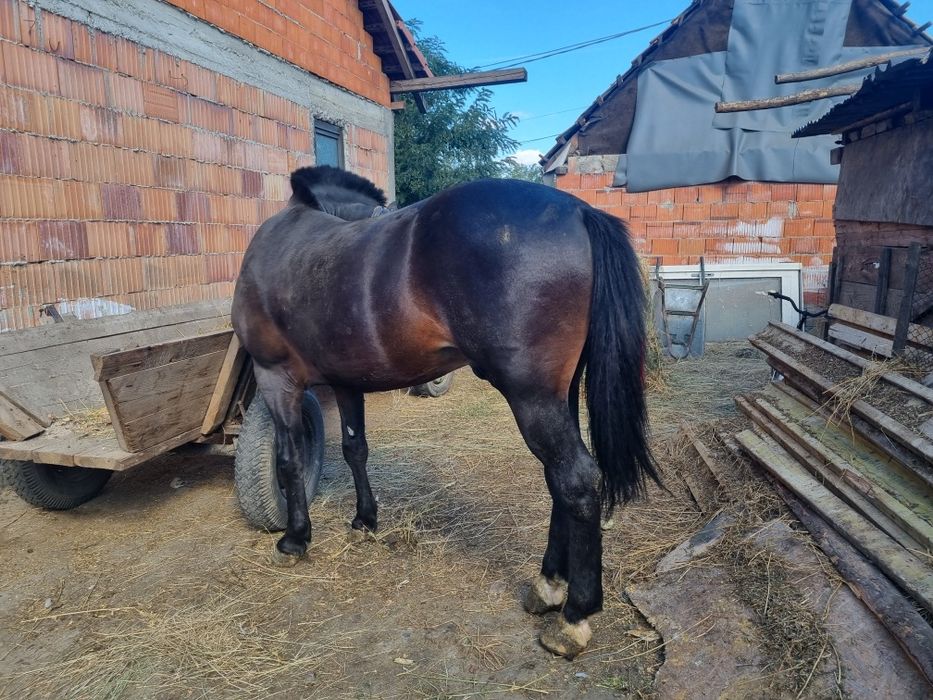 Armăsar corcitura Frizian , schimb cu cai sau vaci