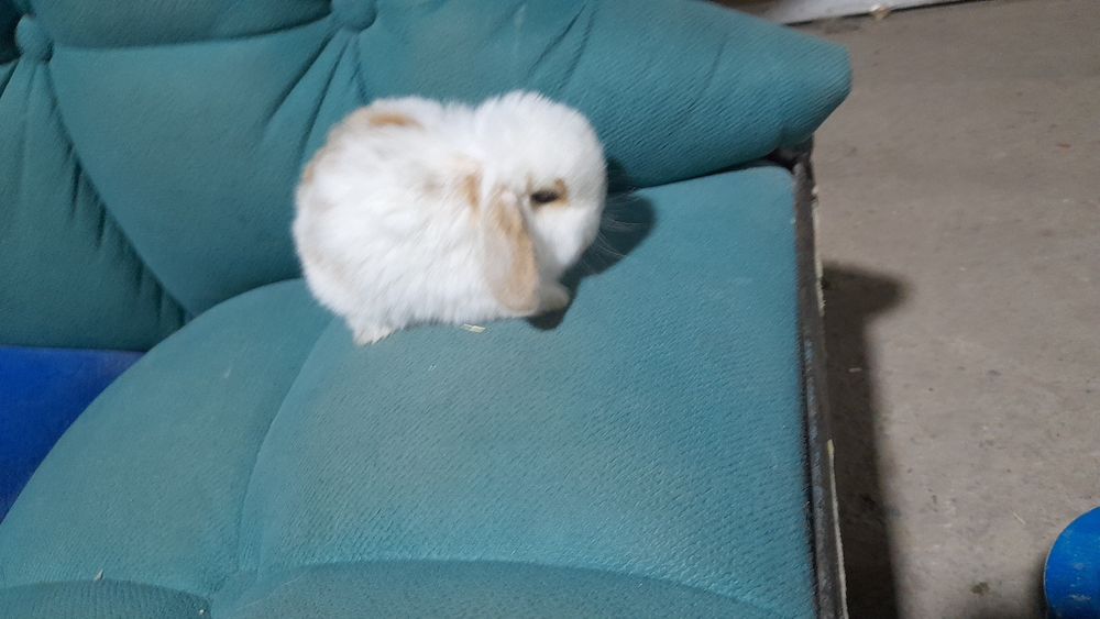 Продаётся декоративные карликовые кролики срочно