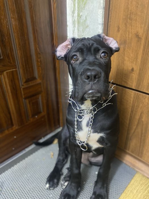 Кане корсо собака кобель