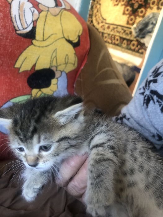 Отдам котят в хорошие руки