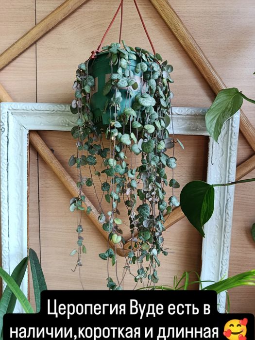 Отростки большой выбор