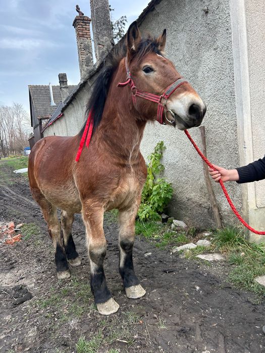 Manz armasar 1 an si 7 luni de vanzare