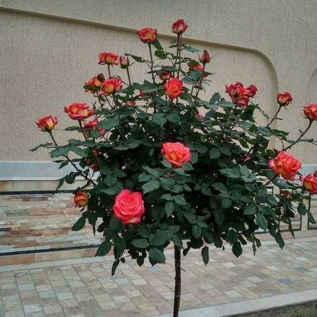 Продам штамбовая роза дехкончилик
