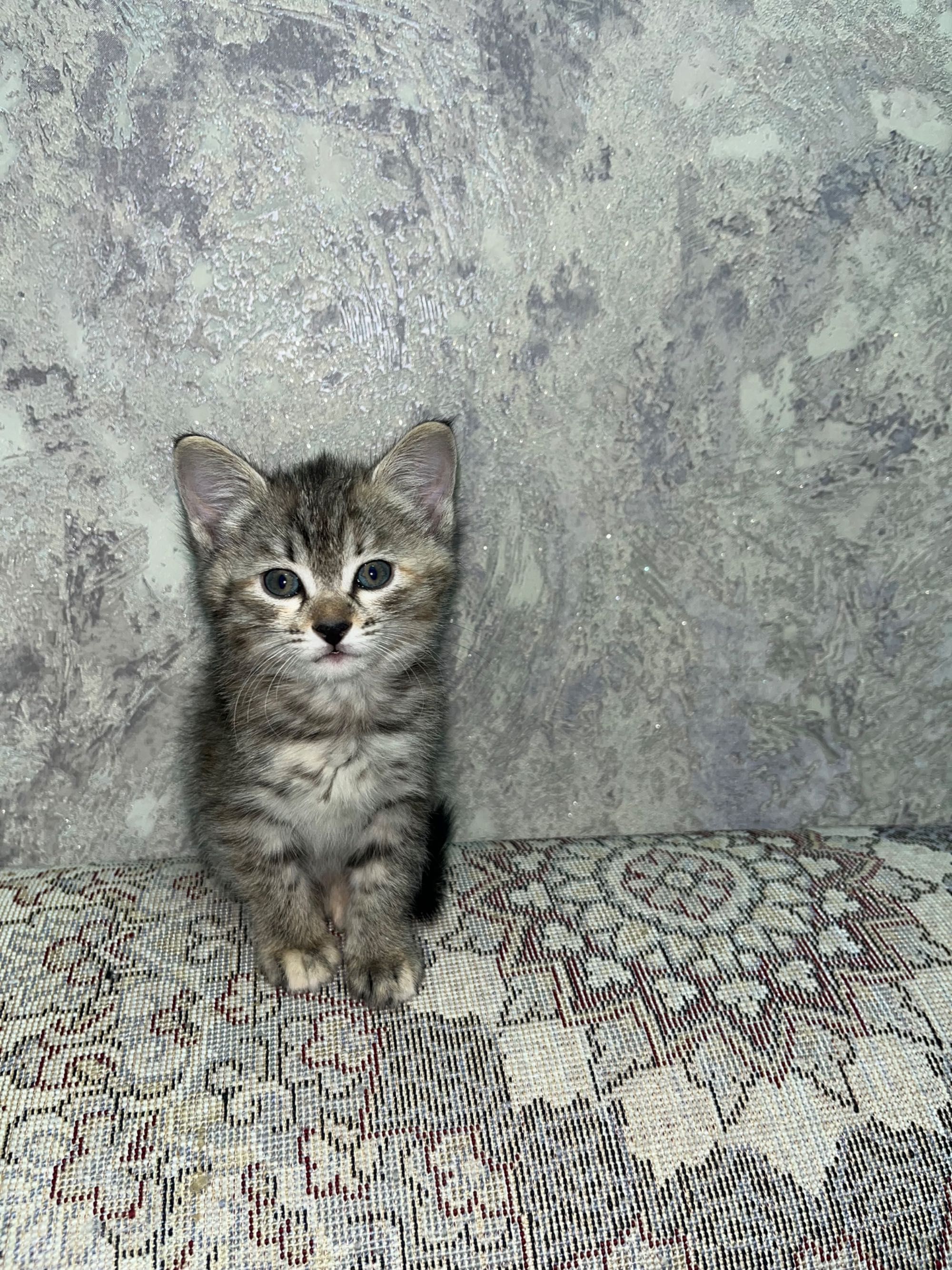 Котята здоровые, игривые, приучены к лотку и когтеточке.