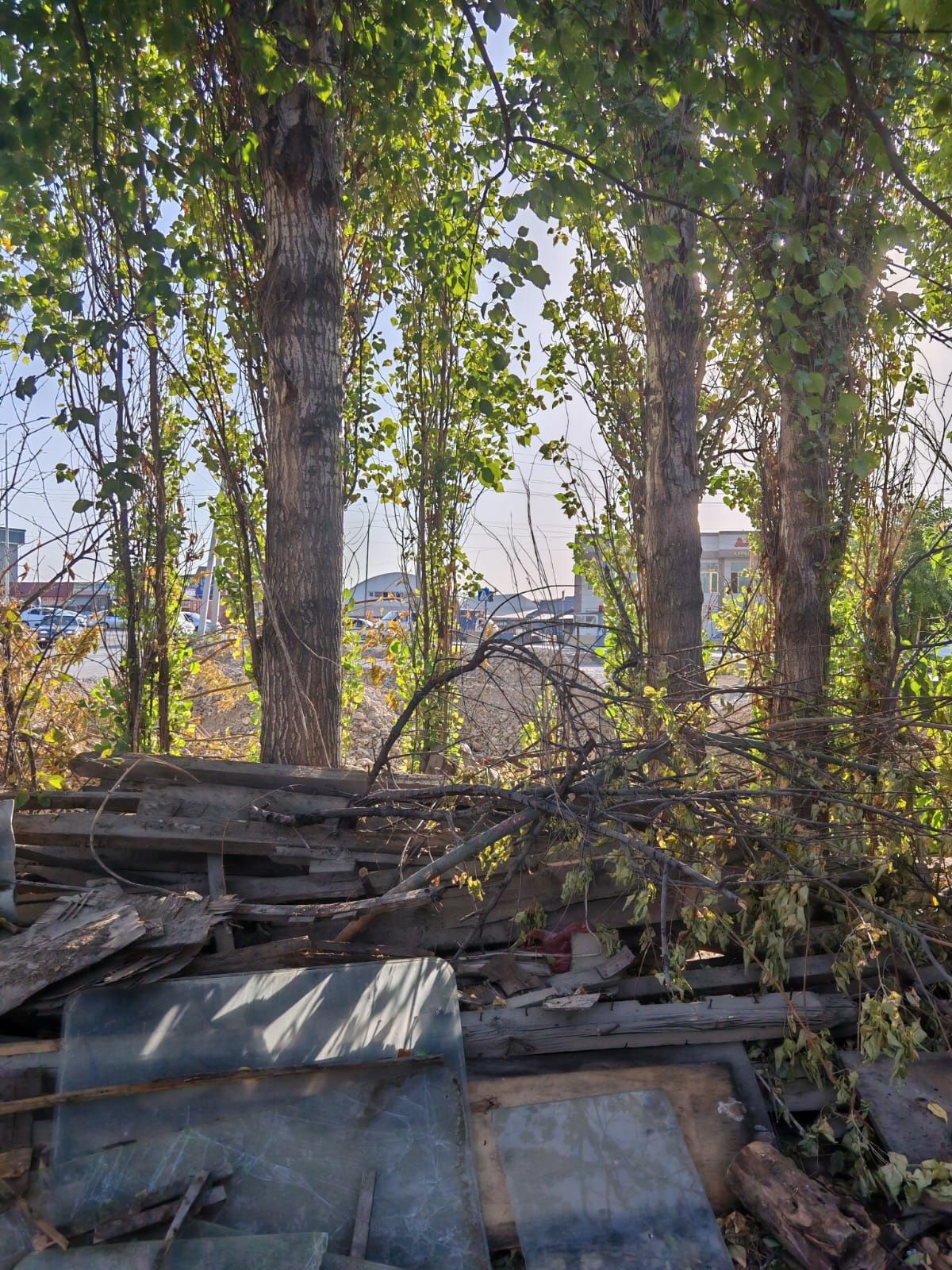 Тополя на дрова, самовывоз, пилите и забирайте, цену сами предлогайте,