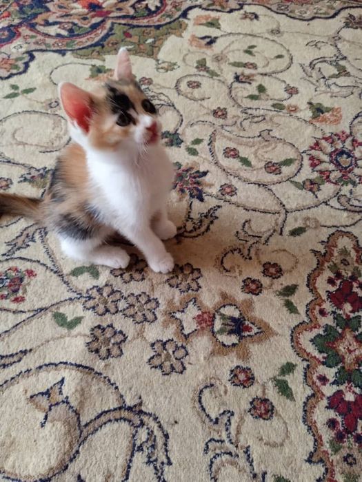 Отдам котят в хорошие руки