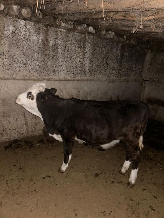 Потсос бзаулар сатылады