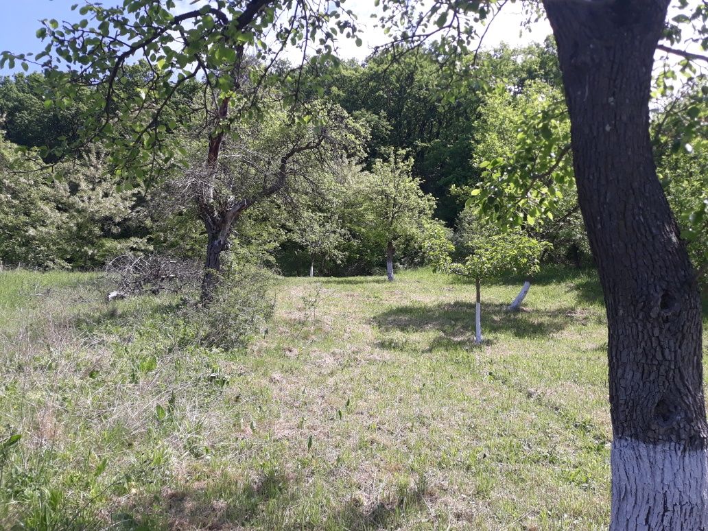 Livadă ,teren de vanzare