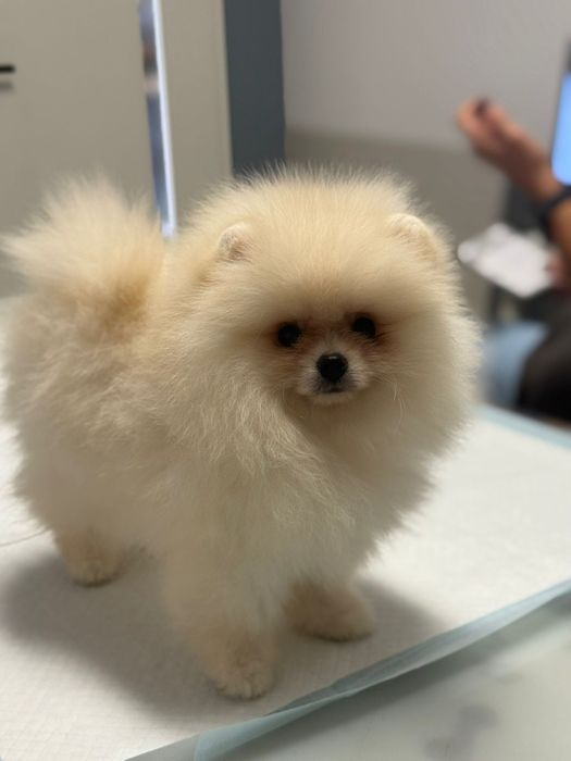 Vând pomeranian mini toy