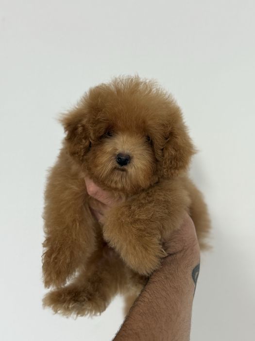 Femelă Poodle RED TeaCup - 6 luni - 880 grame.