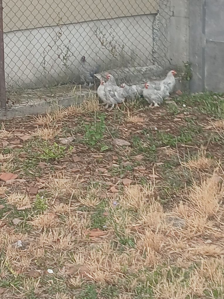 Vând pui de găină pitici