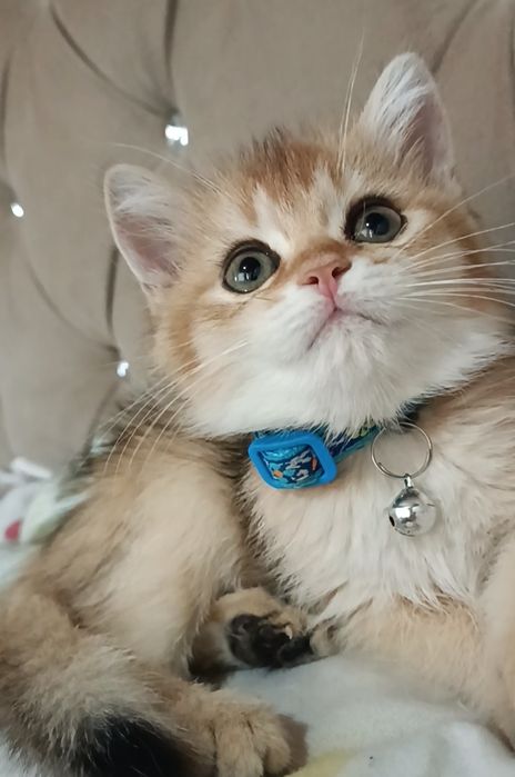 Britanskiy golden shinshila
