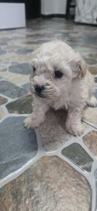 Bishon maltez 2 luni