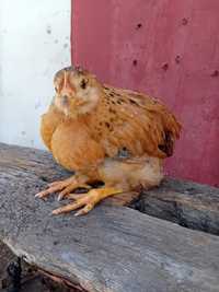 Pui de găină Kabir rasa premium