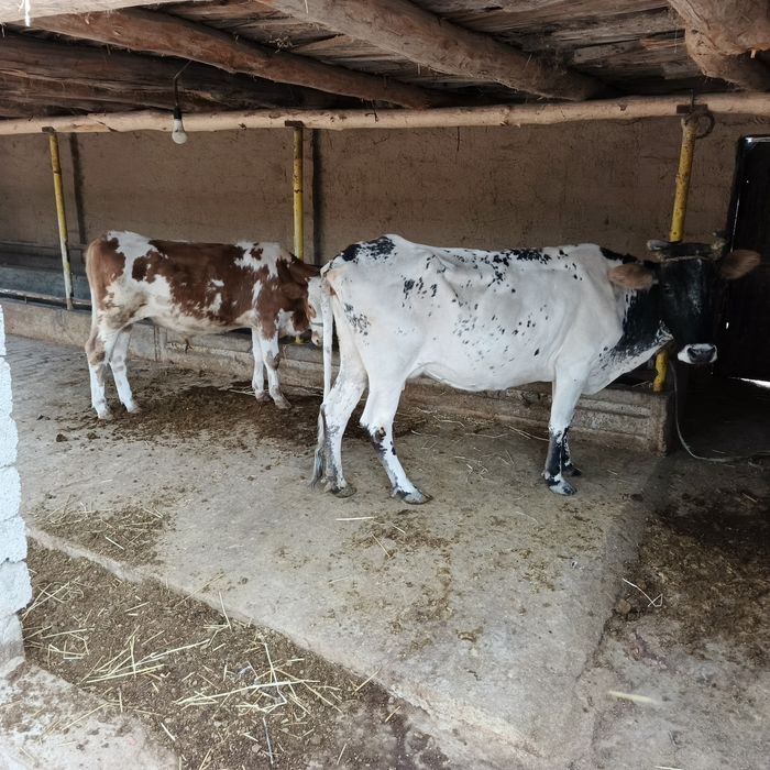 sigir sotiladi 6-7sut bor