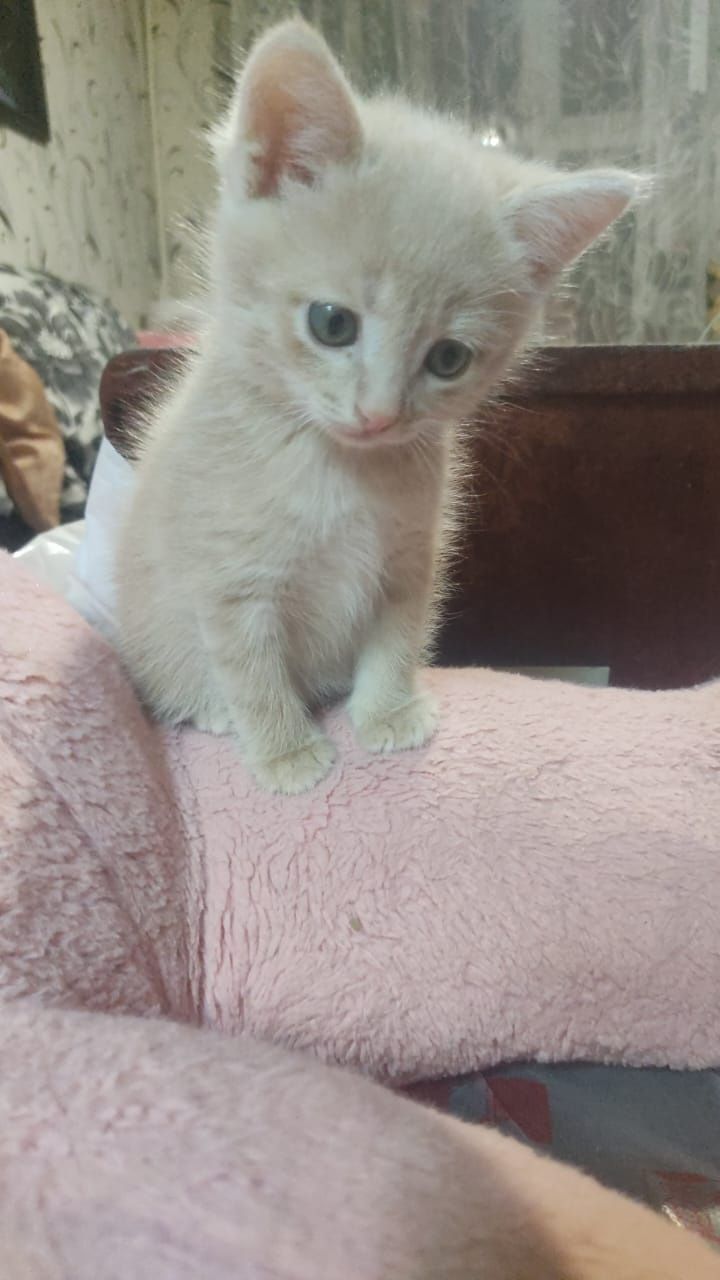 Милые котята в добрые руки