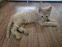 Ofer spre adoptie un motanel