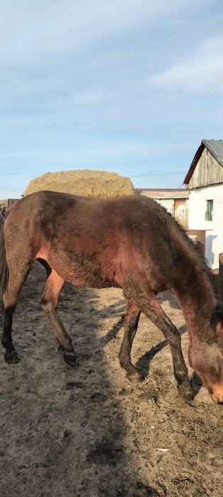 Продам хорошую кобылку