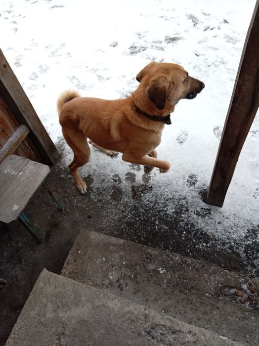 Отдам хорошую, добрую собаку (кабель)