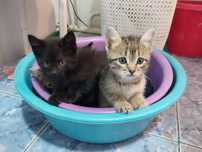 Отдам в добрые руки котят