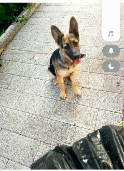 отдам свою собаку а добрые руки