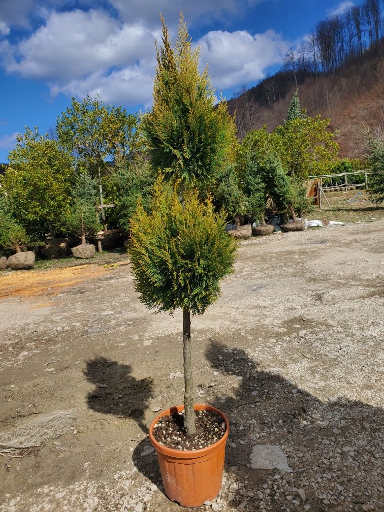 Vând plante ornamentale!!!