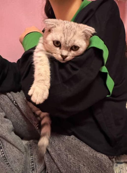 Очаровательный котёнок ищет свой дом! 

Посмотрите в эти глазки