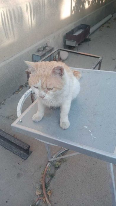 Заботливым людям СУПЕР кота мальчик 3 года