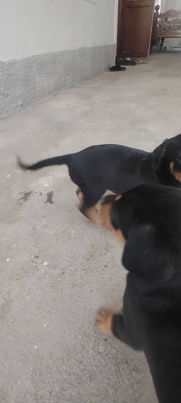 Doberman gold rangidan ham bor