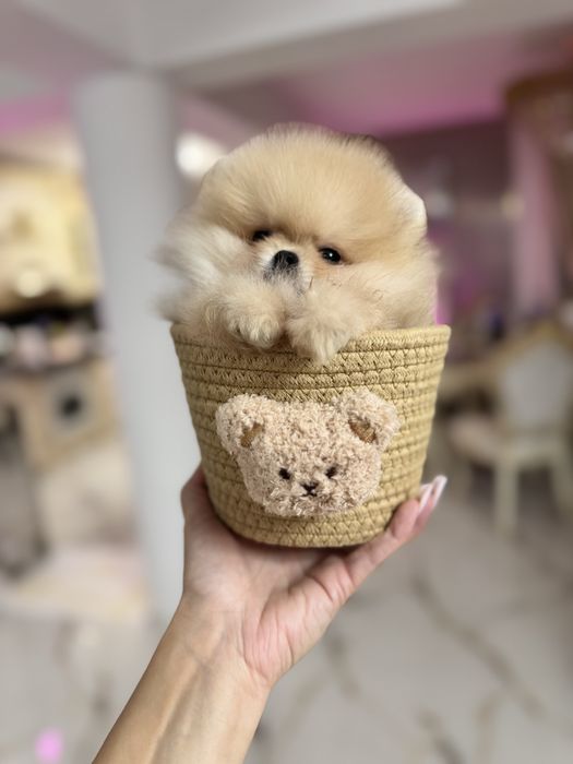Pomeranian extra mic