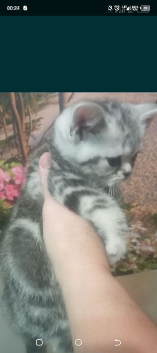 Котята -плюшевые медвежата