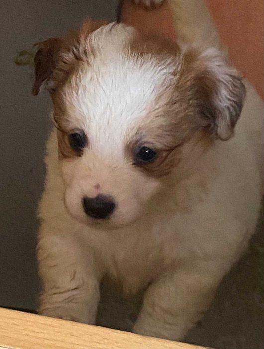 Donez cațeluși golden cu metis