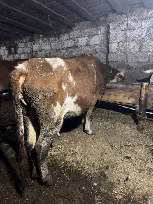 Vaci si vieti de vanzare