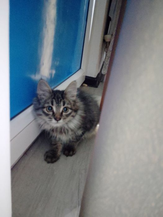 Отдам котёнка в добрые руки