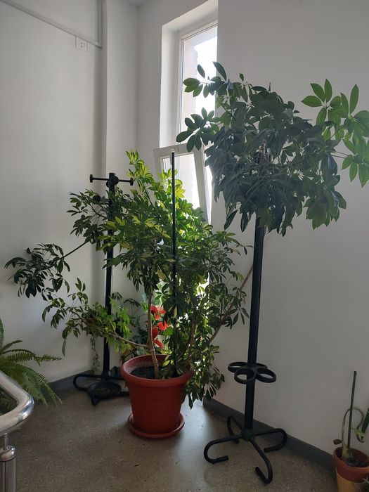 Planta de apartament Schefflera