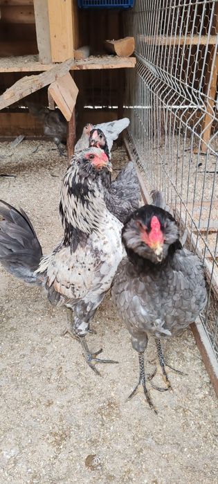Cocoși brahma și ameraucana 2025