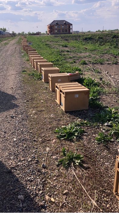 Пчелопакеты пчелы